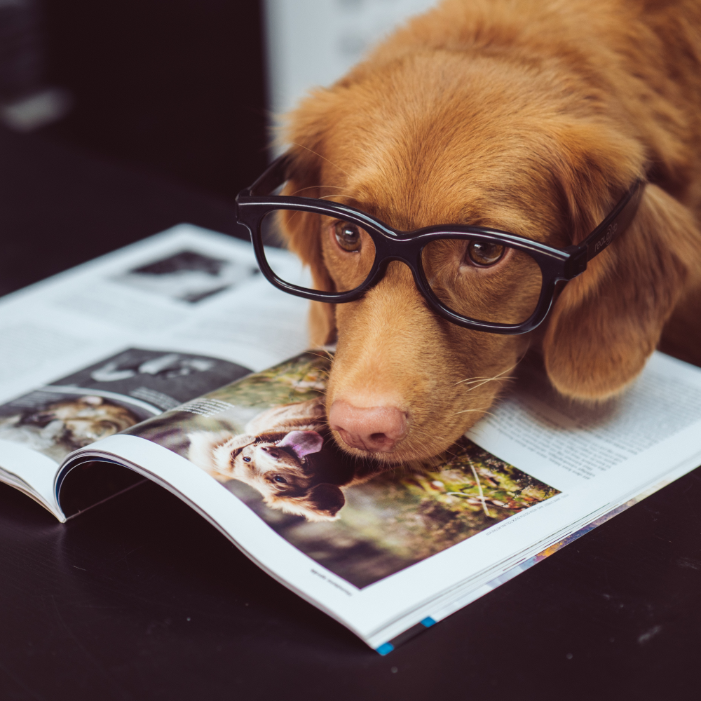 brown-dog-in-glasses