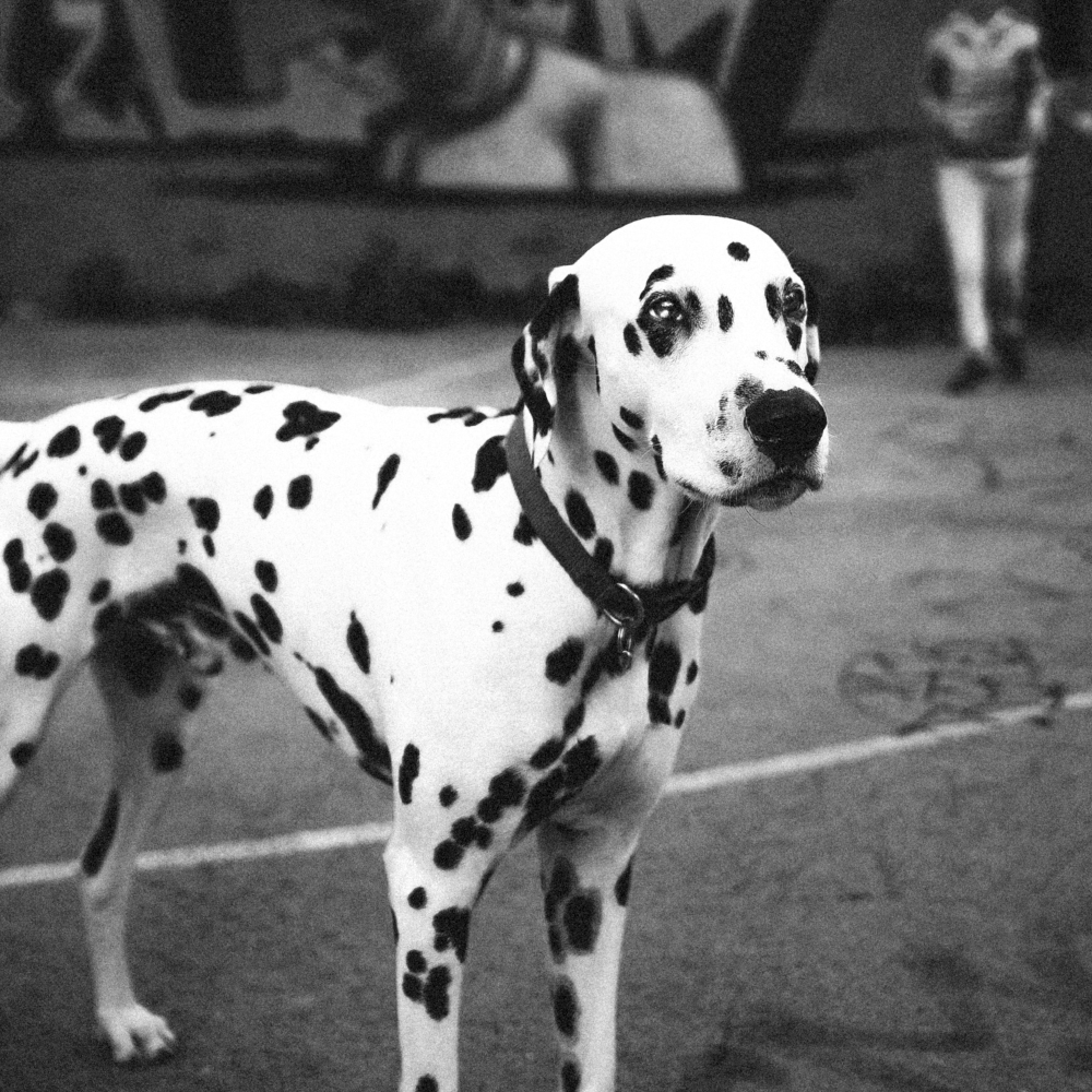 dalmation in parking lot