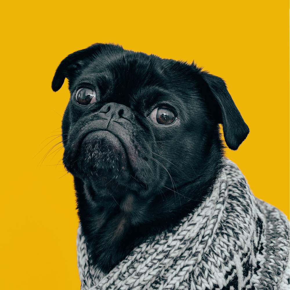 pug wearing scarf