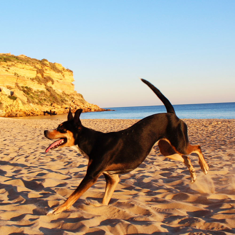 dog playing on beach