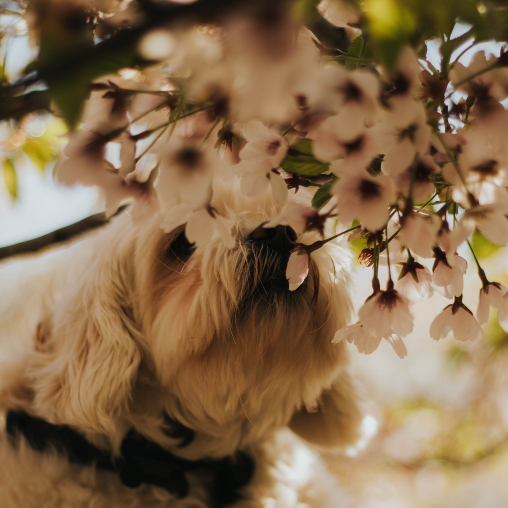 little dog sniffing flowers