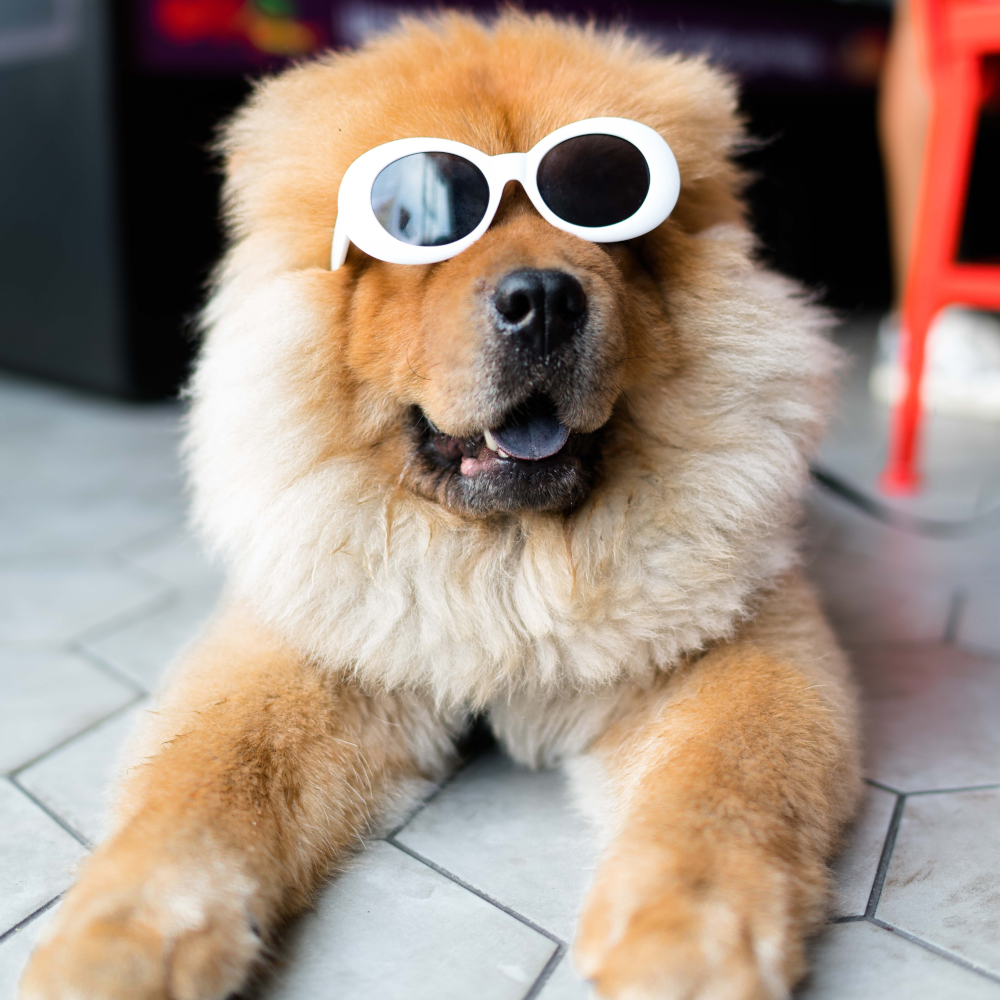 poofy dog in funny glasses