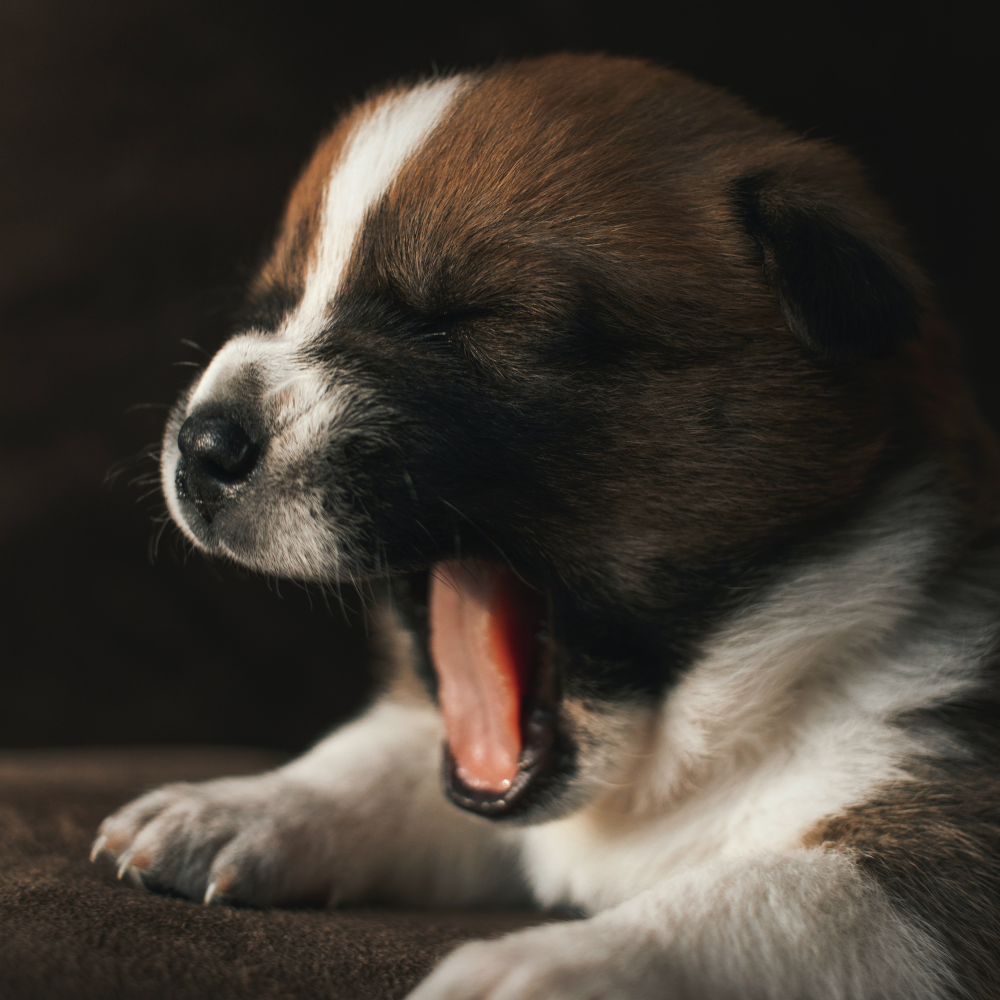 puppy yawning