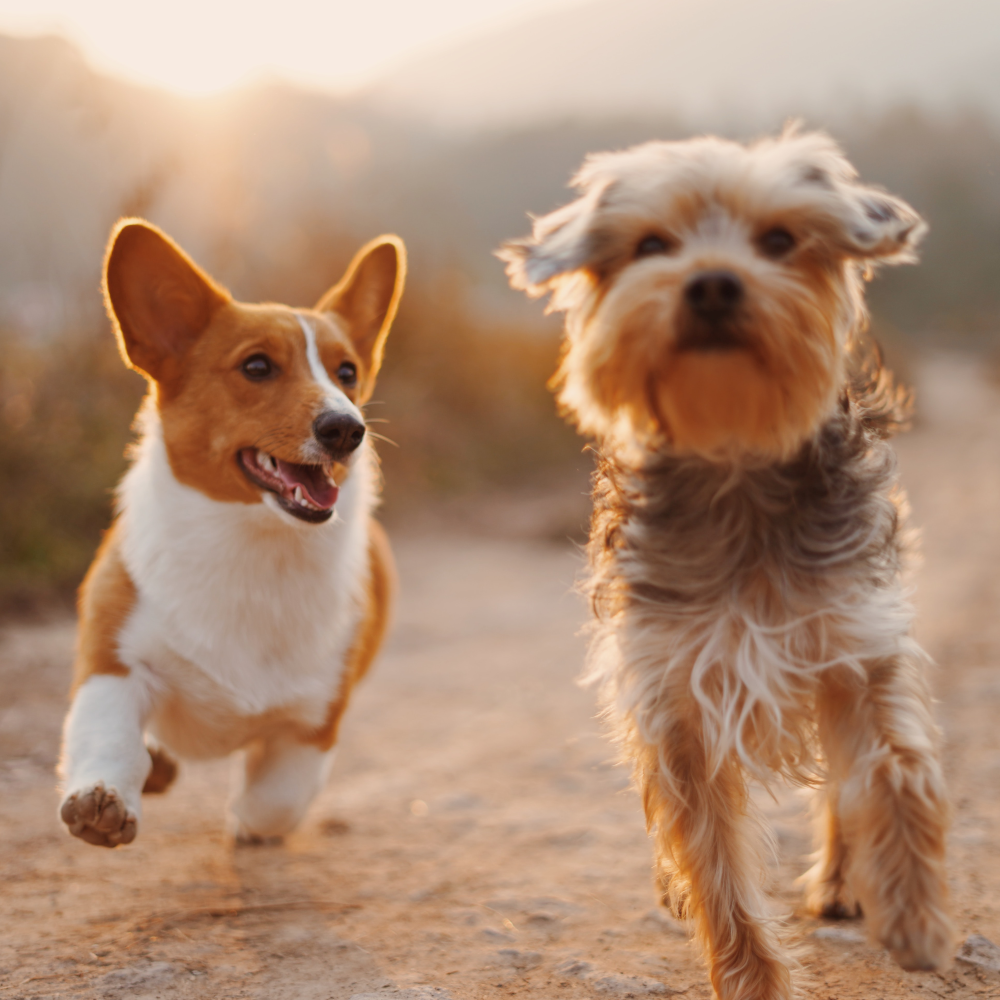 two brown dogs running